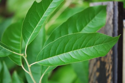 Oxydendron arboreum - kysloun stromový - list
